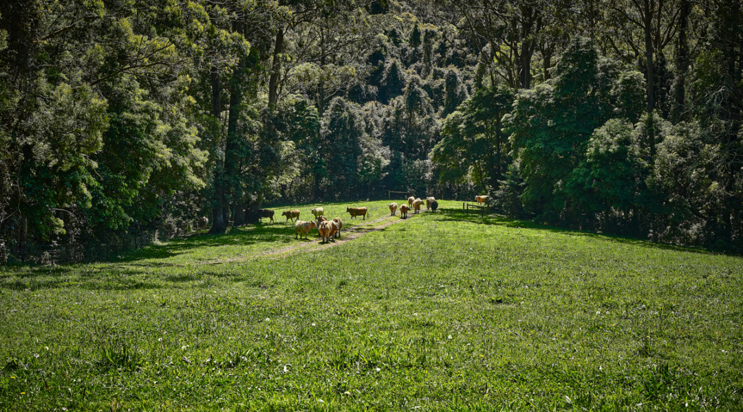 844C Kangaroo Valley Road, BELLAWONGARAH, NSW 2535 AUS