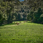 844C Kangaroo Valley Road, BELLAWONGARAH, NSW 2535 AUS