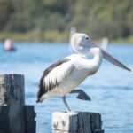 46 Haiser Road, GREENWELL POINT, NSW 2540 AUS