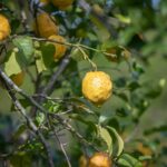 BUNDEWALLAH, NSW 2535 AUS