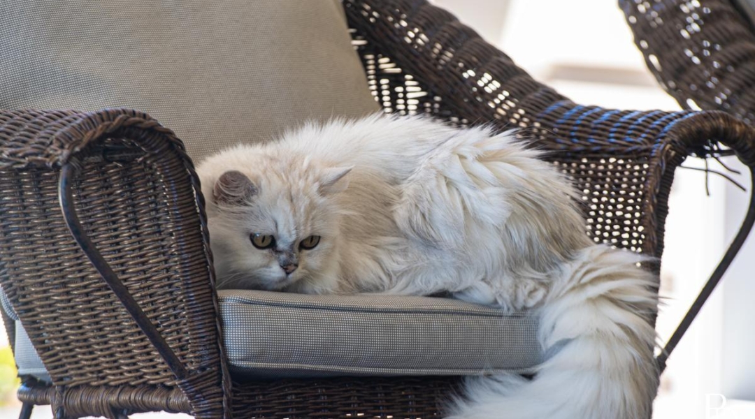 35 Greendale Close, NOWRA HILL, NSW 2540 AUS