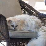 35 Greendale Close, NOWRA HILL, NSW 2540 AUS