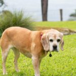 332 Emerys Road, TAPITALLEE, NSW 2540 AUS
