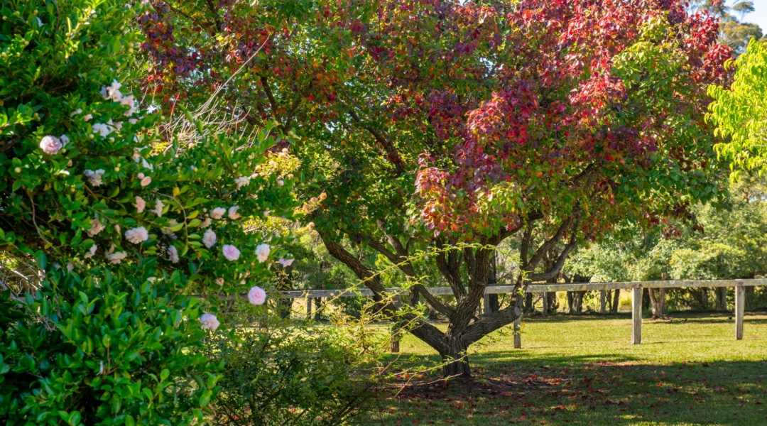89 Tea Tree Lane, NOWRA HILL, NSW 2540 AUS