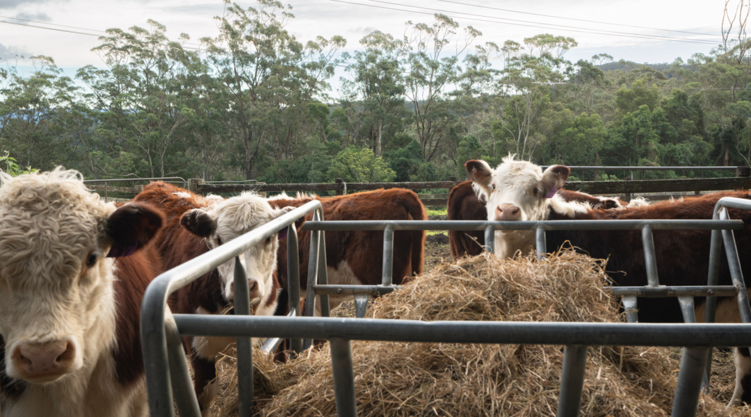 205 Tourist Road, BEAUMONT, NSW 2577 AUS