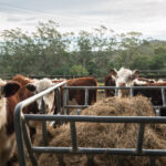 205 Tourist Road, BEAUMONT, NSW 2577 AUS