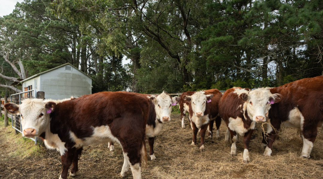 205 Tourist Road, BEAUMONT, NSW 2577 AUS