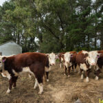 205 Tourist Road, BEAUMONT, NSW 2577 AUS
