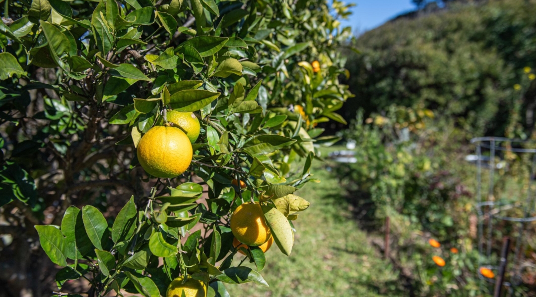 16 Sanctuary Place, MINNAMURRA, NSW 2533 AUS