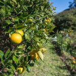 16 Sanctuary Place, MINNAMURRA, NSW 2533 AUS