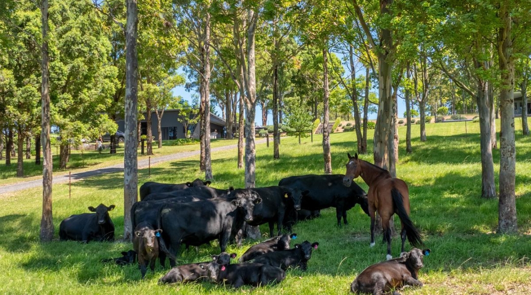 490 Back Forest Road, FAR MEADOW, NSW 2535 AUS