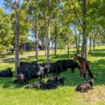 490 Back Forest Road, FAR MEADOW, NSW 2535 AUS