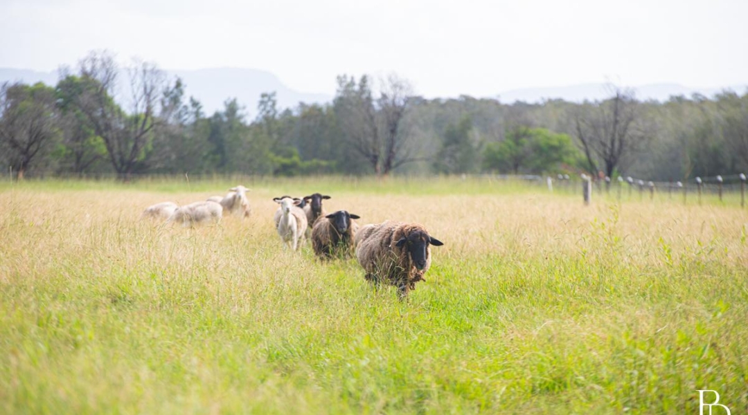 16 Oakbanks Place, WORRIGEE, NSW 2540 AUS