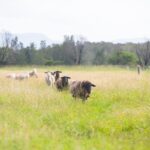 16 Oakbanks Place, WORRIGEE, NSW 2540 AUS