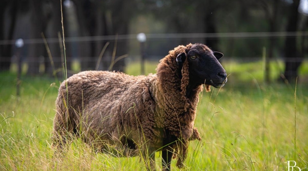 16 Oakbanks Place, WORRIGEE, NSW 2540 AUS