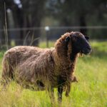 16 Oakbanks Place, WORRIGEE, NSW 2540 AUS