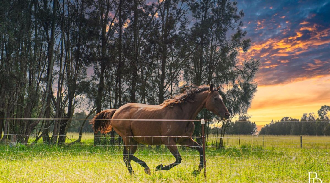 16 Oakbanks Place, WORRIGEE, NSW 2540 AUS