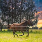 16 Oakbanks Place, WORRIGEE, NSW 2540 AUS