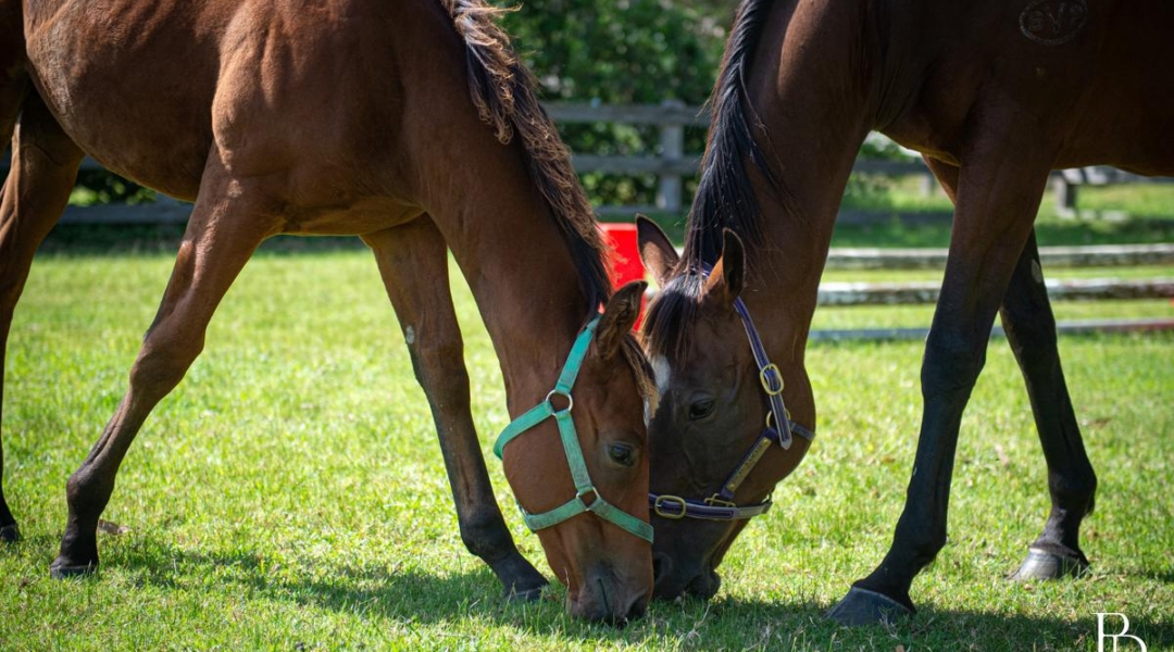 16 Oakbanks Place, WORRIGEE, NSW 2540 AUS