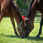 16 Oakbanks Place, WORRIGEE, NSW 2540 AUS