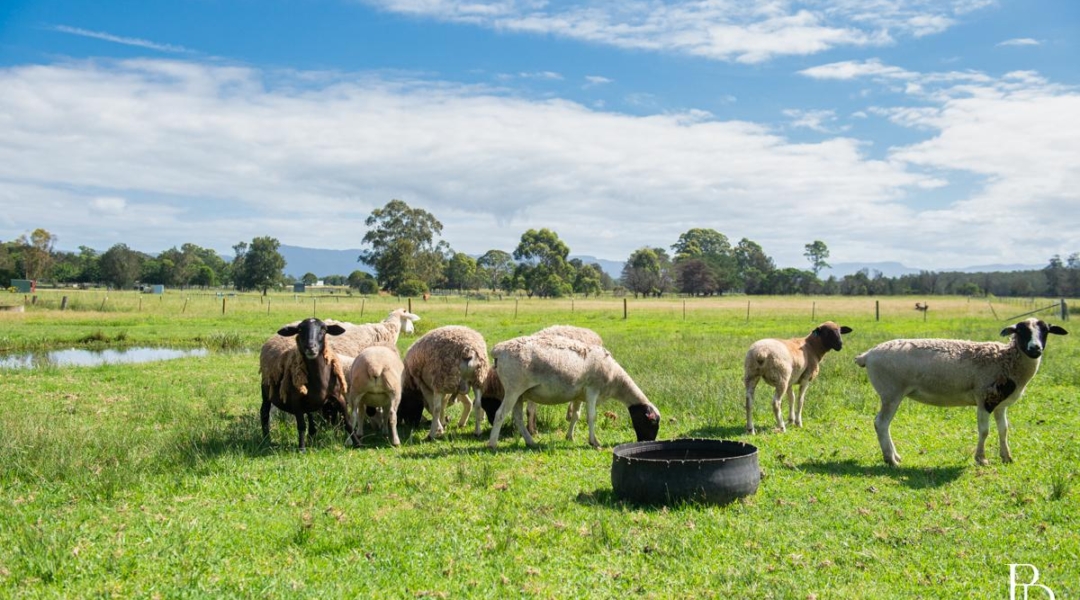 16 Oakbanks Place, WORRIGEE, NSW 2540 AUS