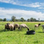 16 Oakbanks Place, WORRIGEE, NSW 2540 AUS